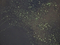 [Picture: Pond scum texture]
