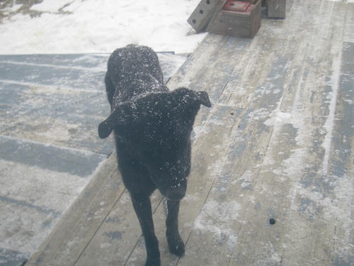 [Picture: Rueben the Dog in the Snow]