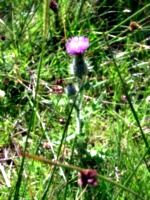 [picture: Scottish Thistle]