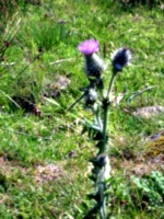 [picture: Scottish thistle 2]