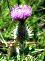 [picture: Scottish thistle 3]
