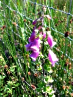 [picture: Foxglove]