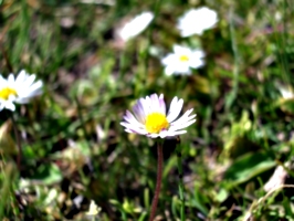 [picture: Daisy]