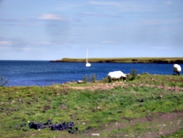 [picture: Sheep and boat]