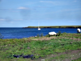 [picture: Sheep and boat 2]