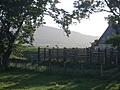 [Picture: Sheep 2]