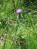 [Picture: Scottish Thistle]