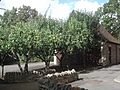 [Picture: Pear orchard]
