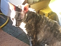[Picture: Roswell the Cat]