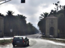 [picture: Stanford Campus: the avenue: 2]