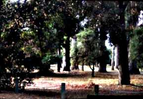 [picture: Stanford Woods]