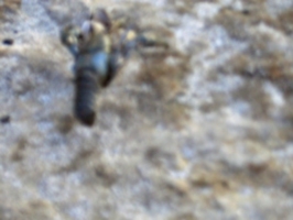 [picture: Blue blurry shellfish]