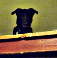 [picture: Doggy Icon]