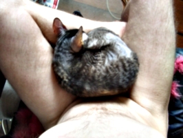 [picture: Roswell on my lap 4]