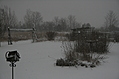 [Picture: Snow in the Garden 3]