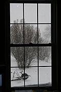 [Picture: It’s snowing in the garden 1]
