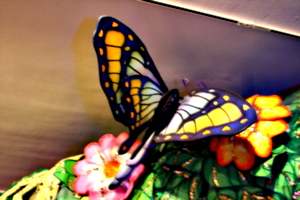 [picture: Another giant butterfly 1]