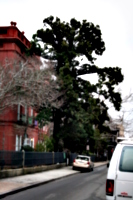 [picture: Tree]