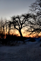 [picture: That Tree Again]