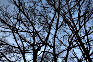 [picture: Looking up through the trees 2]