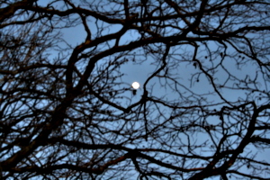 [picture: Full moon through the branches 2]
