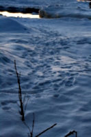 [picture: Footprints in the snow 1]