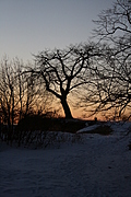 [Picture: That Tree Again]
