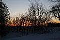 [Picture: Evening Winter Trees 6]