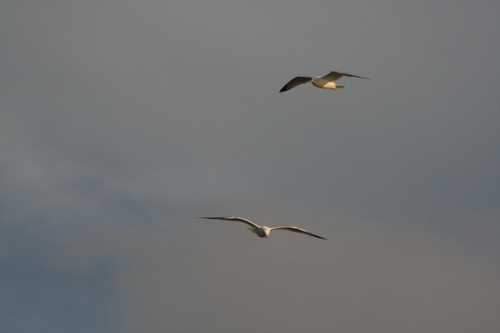 [Picture: Birds in flight]