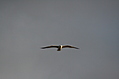 [Picture: Bird]