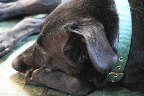 [Picture: Dog not in motion]