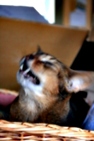 [picture: Starting a yawn]