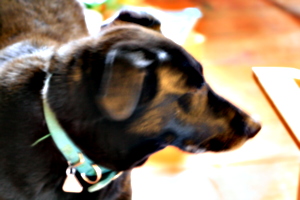 [picture: Reuben the Dog]