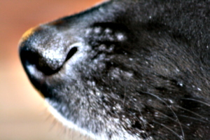 [picture: He wants to sniff your computer screen.]