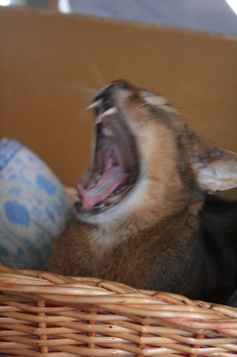 [Picture: Big Yawn]