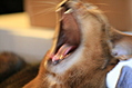 [Picture: Closer yawn]