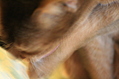 [Picture: Lick my paw]