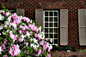 [picture: Window with shutters and flowers 1]