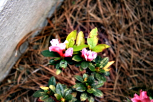 [picture: Flowers 2]