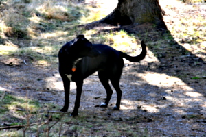 [picture: Model T dog (black): 1]