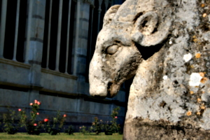 [picture: Sheep]