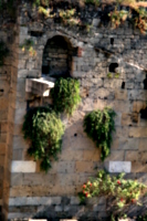 [picture: Jewish Cemetary 5: overgrown walls]