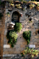 [picture: Jewish Cemetary 5: overgrown walls again]