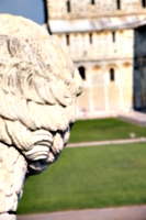 [picture: Lion 1]