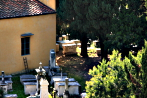 [picture: Jewish Cemetary 25: Trees]