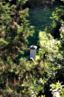 [picture: Jewish Cemetary 31: distant monument]
