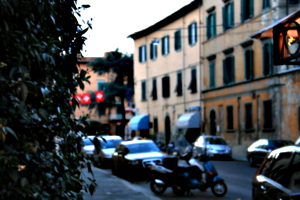 [picture: Evening bush]