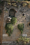 [Picture: Jewish Cemetary 5: overgrown walls again]