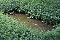 [Picture: Overgrown grave]