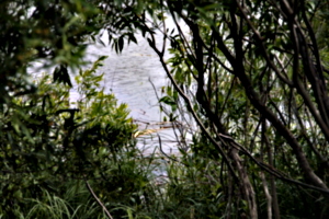 [picture: Glimpsing the Moose River]